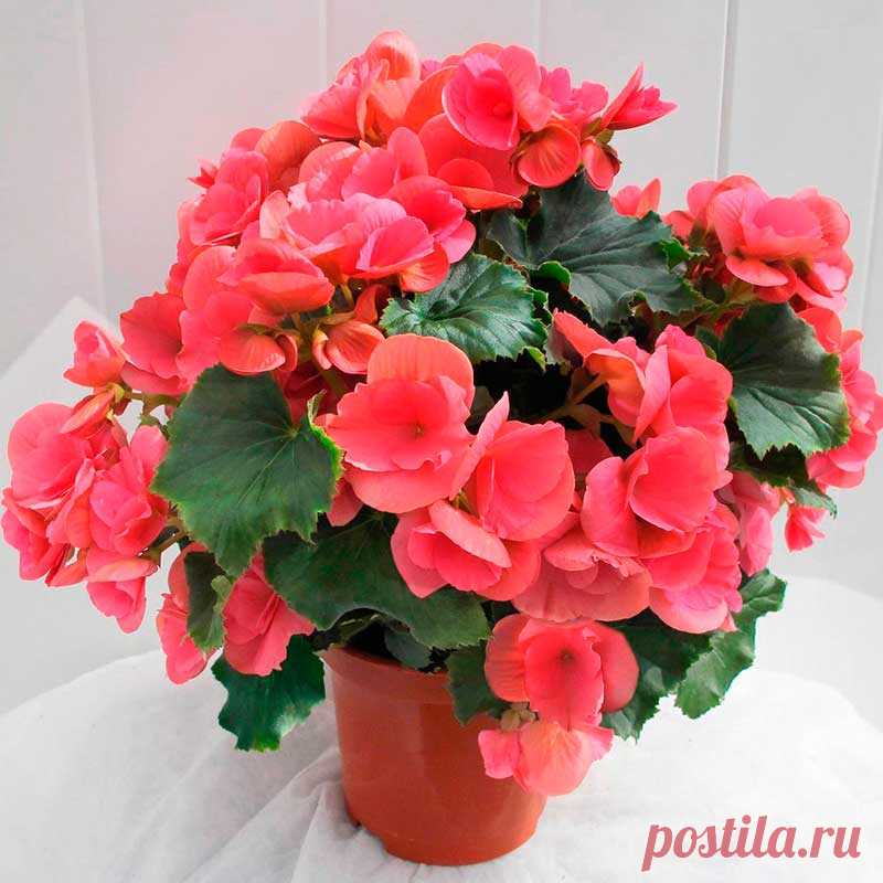 Комнатное растение Бегония (Begonia). Бегонии делят на четыре группы: клубневые, красивоцветущие, лиственные и кустарниковые. Клубневые бегонии пригодны и для содержания в комнате, и для высадки в открытый грунт летом, для кустарниковых - характерен быстрый рост. Бегонии - достаточно неприхотливые растения.