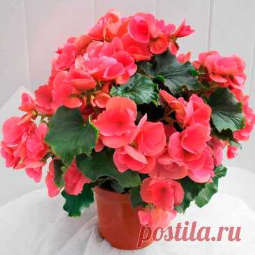 Комнатное растение Бегония (Begonia). Бегонии делят на четыре группы: клубневые, красивоцветущие, лиственные и кустарниковые. Клубневые бегонии пригодны и для содержания в комнате, и для высадки в открытый грунт летом, для кустарниковых - характерен быстрый рост. Бегонии - достаточно неприхотливые растения.