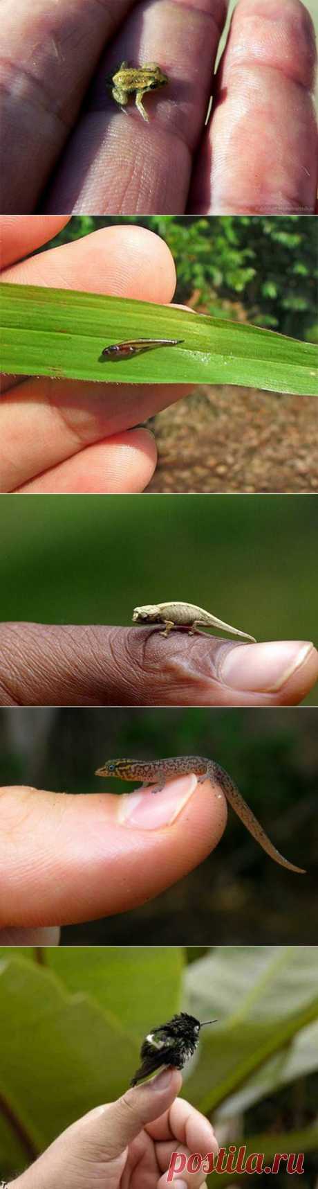 Самые маленькие представители фауны - Наука и жизнь