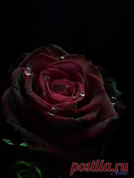 розы ::: ПРИРОДА » Цветы / макро / фото 18571695 500 x 663 io.ua