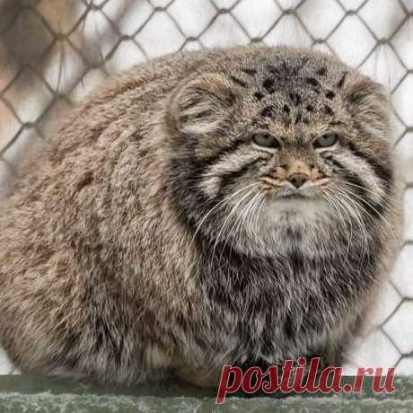 Mega-Chonker Of A Cat Looks Adorably Angry (16 Pics) - I Can Has Cheezburger?