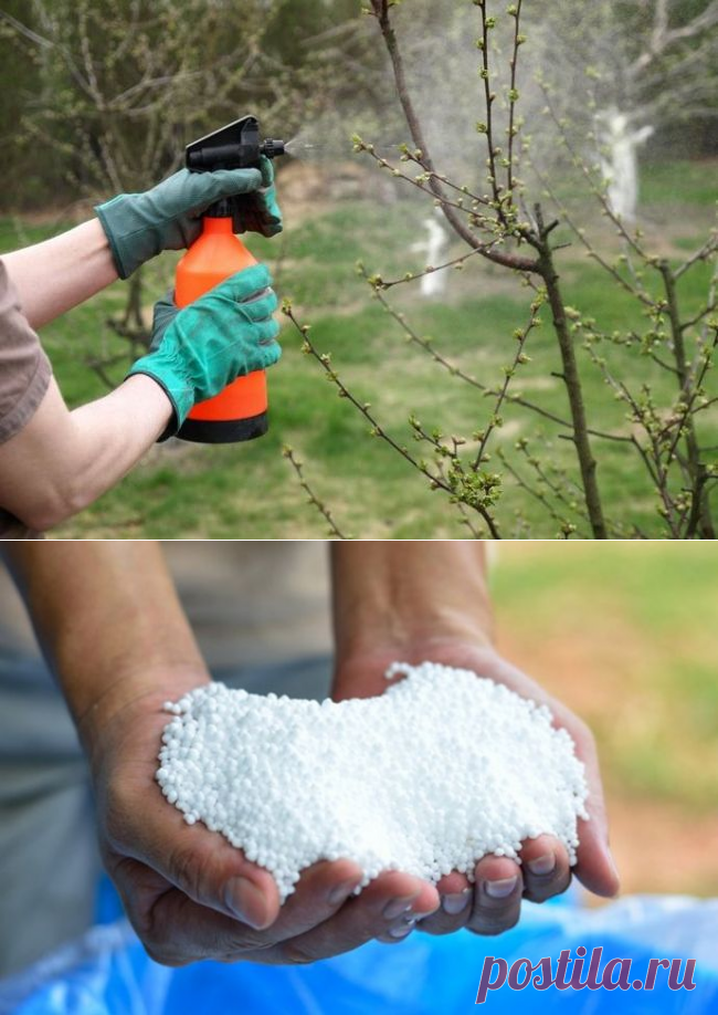 Как обработать деревья мочевиной