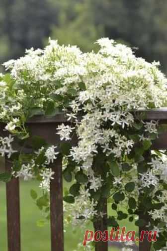 Sweet Autumn Clematis draped over deck railing.