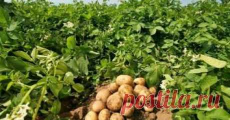 Ранний картофель от А до Я: подготовка клубней, посадка, уход На заметку всем, кто хочет собрать первый урожай картофеля в июне.