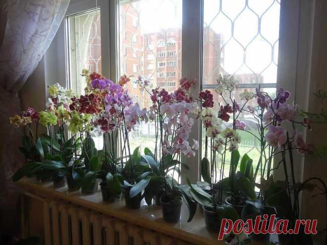 Уход за орхидеями после цветения — практические советы | Садовник и Огородник Орхидеи, Orchis - это привлекательные цветы, которые привнесут экзотическую атмосферу в вашу квартиру, наполняя пространство красивым ароматом и богатством цветов. Достаточно поставить горшок в светлое место с рассеянным освещением и обеспечить надлежащий полив, чтобы орхидея радовала своей красотой в течение всего года.
