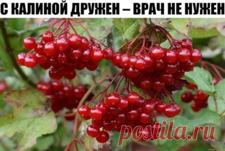 С КАЛИНОЙ ДРУЖЕН – ВРАЧ НЕ НУЖЕН
ЦЕЛЕБНЫЕ свойства КАЛИНЫ: простые рецепты.
Калина - одна из самых ПОЛЕЗНЫХ ягод в природе.
В калине всё ЦЕЛЕБНО: кора, веточки, цветы, ягоды и сушёные косточки.
Наши предки о лечебных свойствах калины, знали, что ее ягоды улучшают работу сердца, обладают успокаивающим действием.
Витамина С в калине в 1, 5 раза больше чем в лимоне. В ней есть железо, селен, йод, каротин, фосфор.
С мёдом калину назначали при простудных заболеваниях.
Чай из калины пили при гнойничко