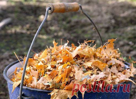 Используем опавшие листья | Дачный участок