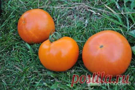 Андромеда томат отзывы Огород без хлопот - информационный сайт для дачников, садоводов и огородников.