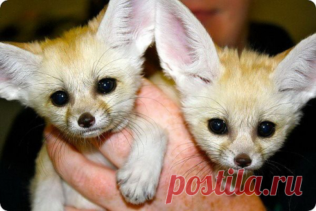Фенеки-сестрички из зоопарка Чаттануга | ZooPicture.ru