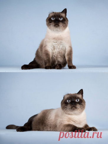 Синеглазый Фрышкин в любящие и заботливые руки. Москва – &quot;ЗВЕЗДЫ В ЗАЩИТУ ЖИВОТНЫХ&quot;, пользователь Ольга Бавилина | Группы Мой Мир