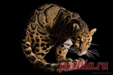 Портреты уникальных животных, Джоэл Сартори.  Дымчатый  леопард.