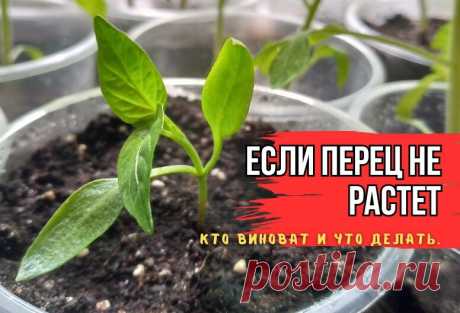 Если рассада перца не растет, "сидит на месте" и чахнет: 5 наших неявных промахов и советы агрономов. О чем задумался перец | В саду у Валентинки | Дзен