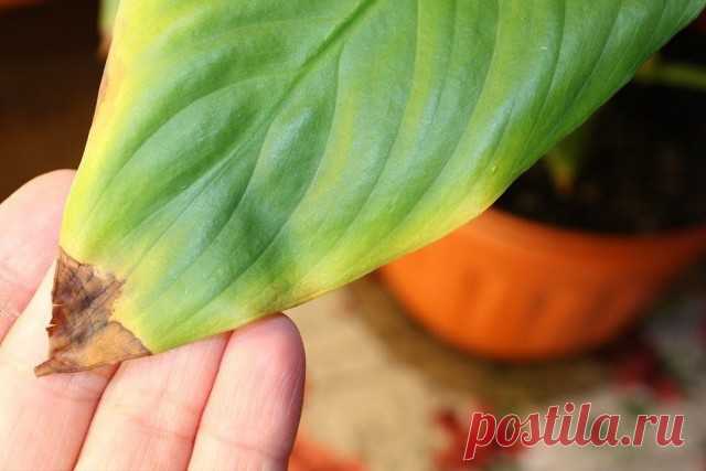 Почему сохнут кончики листьев у комнатных растений? Фото — Ботаничка.ru