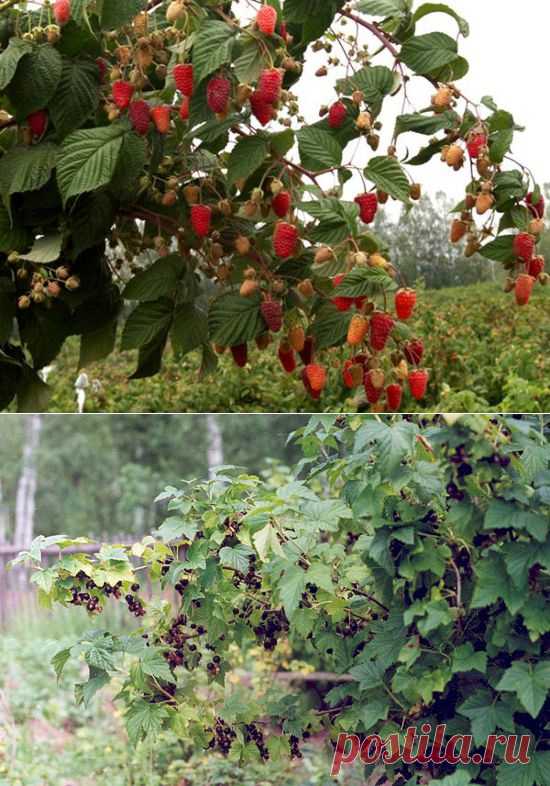 Хитрости весенней обрезки плодово-ягодных кустарников — 6 соток