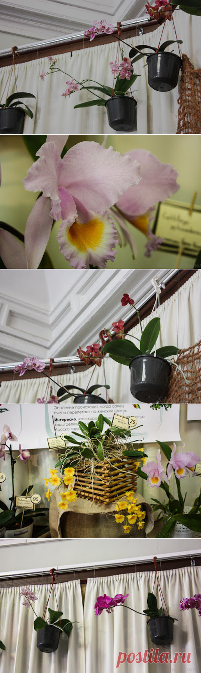 Выставка орхидей|ЕРУНДОПЕЛЬ