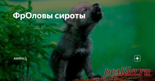 ФрОловы сироты Статья автора «Animals» в Дзене ✍: Хорошо стаю проредили, ушли волки, да вот только одного мелкого бросили. Слабый да худой, даже грызть его не стали, посчитали, что итак не жилец...