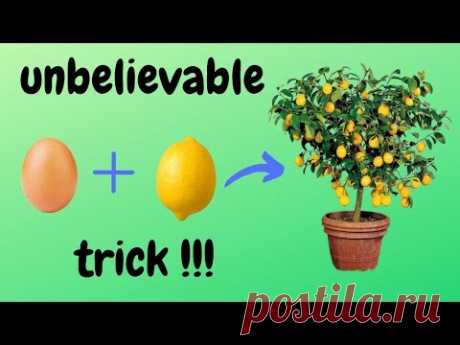 ☑️ как вырастить лимонное дерево из семян 🍋 - невероятный трюк 🌳