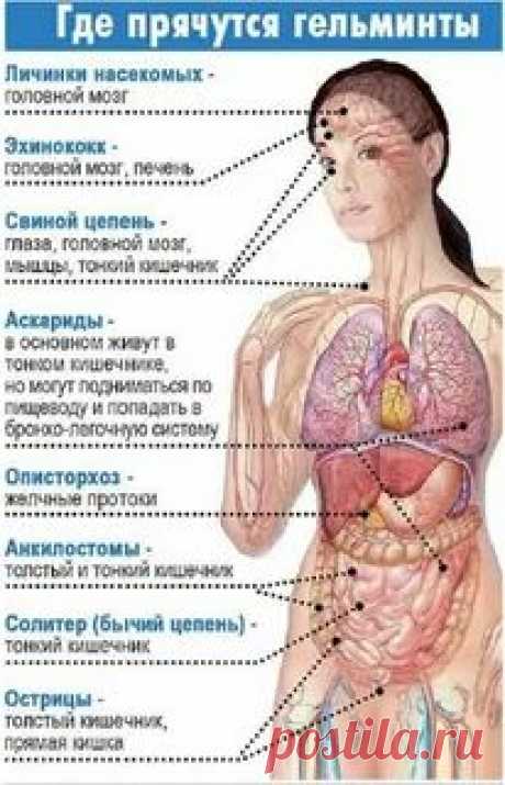 ГЕЛЬМИНТЫ