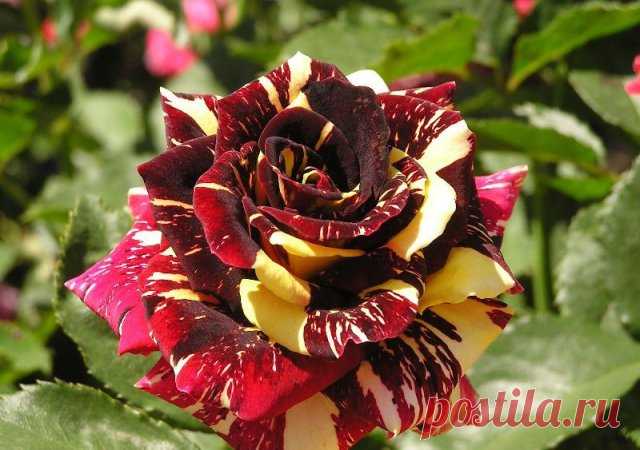 Полосатый, черный, зеленый: сорта роз необычного цвета