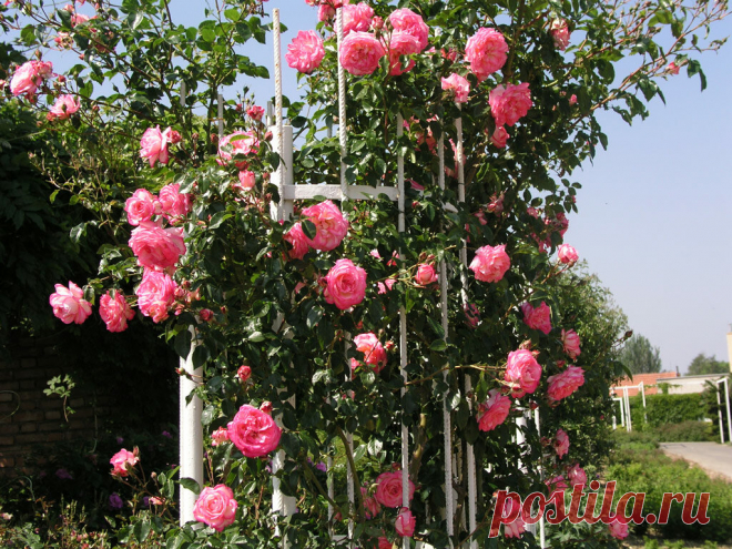 Самые красивые многолетние вьющиеся растения для дачи: фото и названия 🌸 | Школа садовода | Яндекс Дзен