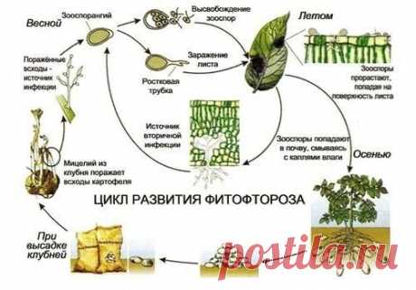 Борьба с фитофторой томатов: методы и средства - Садоводка