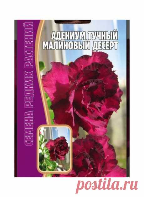 Семена Адениум Малиновый десерт 3 шт в г. Фрязино . Цена 150,00 руб. | Семена