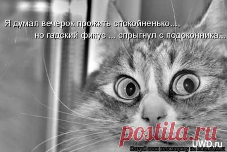 котоматрица: 155 тыс изображений найдено в Яндекс.Картинках