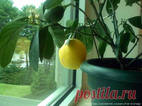 Как вырастить лимонное дерево из косточки и ухаживать за ним.