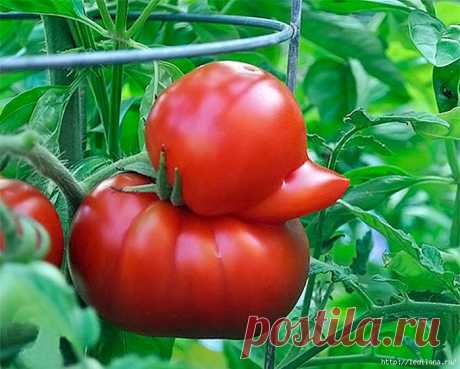 Дедовский рецепт для подкормки томатов
