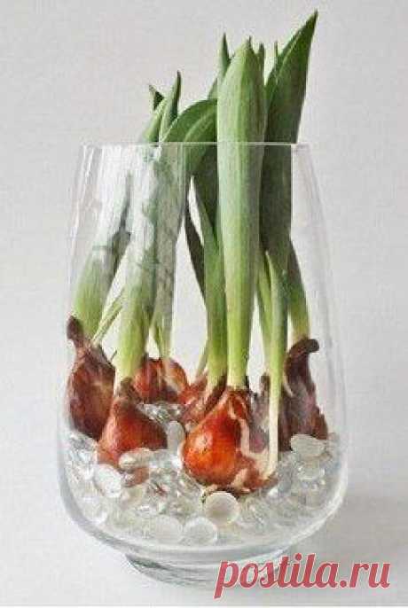 ВЫРАЩИВАТЬ КРАСИВЫЕ ТЮЛЬПАНЫ МОЖНО ДОМА!

Для этого заполните подходящую по размеру вазу водой так, чтобы корни луковиц тюльпанов всегда находились в воде. Насыпьте декоративные камушки для устойчивости, поставьте вазу в светлое место и ждите! Через некоторое время вы будете любоваться живыми цветками с сочными, красивыми бутонами.
•••подробнее