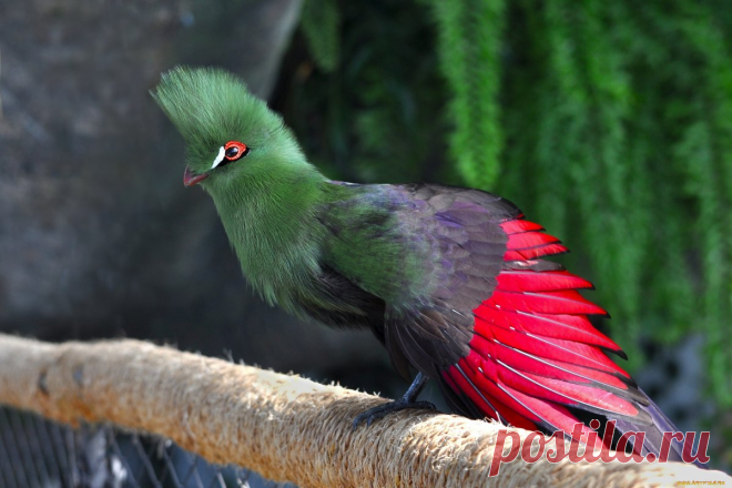 Посмотрите на 5 самых удивительных экзотических птиц | Популярная механика | Яндекс Дзен