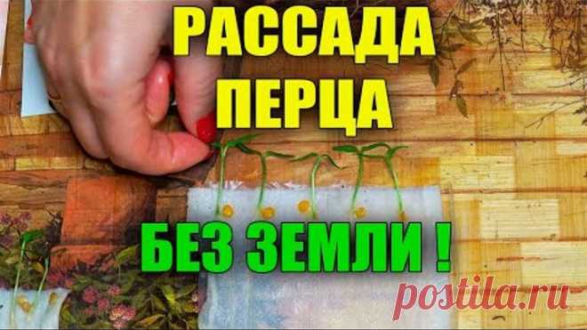 ВЫРАЩИВАНИЕ РАССАДЫ ПЕРЦА БЕЗ ЗЕМЛИ НА БУМАГЕ!