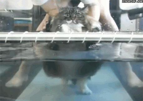 funny cat GIF - Find & Share on GIPHY