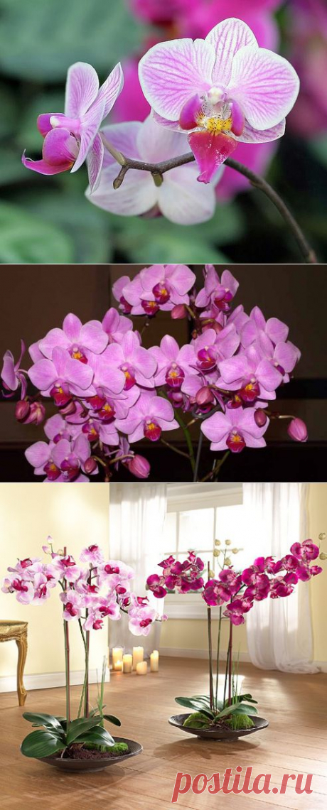 Орхидеи - секреты ухода | РОЗЫ
