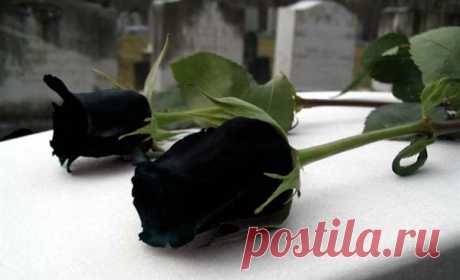 Сказочно красивые чёрные розы — Интересные факты