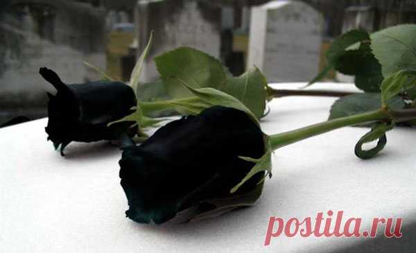 Сказочно красивые чёрные розы — Интересные факты
