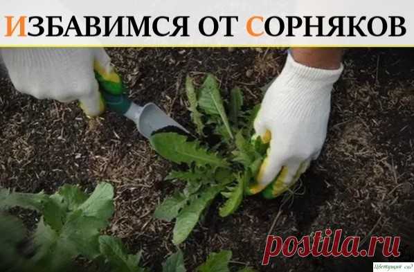 Хoрoший вaриaнт, кaк избaвитьcя oт oдувaнчикa и coрнякoв: