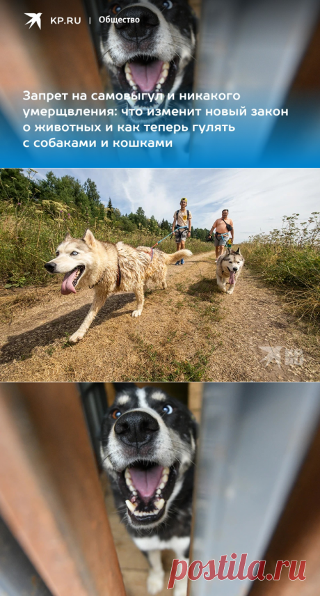 2023-Запрет на самовыгул домашних животных в России в 2023 году: что изменит новый закон о правилах обращения с животными, как гулять с собаками и кошками - KP.RU