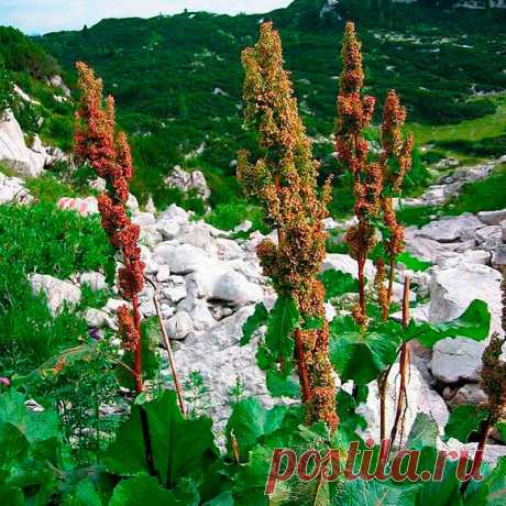 Лекарственное растение Ревень альпийский (Rumex alpinus). Многолетнее травянистое растение; на плодородной земле может достигать высоты человеческого роста. Нижние сердцевидные листья могут достигать длины 50 см и ширины 25 см, длинные черешки листьев выходят из бумажистых листовых влагалищ; стеблевые листья очередные, ланцетные, черешки часто красноватые и с наружной стороны рифленые. Края листьев волнистые. Невзрачные зеленоватые цветки собраны в длинную довольно плотную метелку.