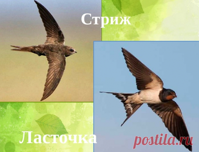 Чем ласточка отличается от стрижа: разница, отличие между птицами - описание и фото