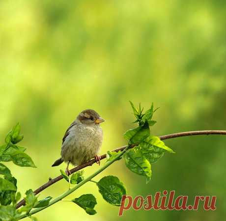 Живая Природа Птица Природа - Бесплатное фото на Pixabay