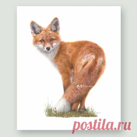 Brief Encounter - Red Fox wildlife art print by pencil artist Angie Buy limited edition prints and original wildlife art by pencil artist Angie, including beautiful Fox portrait 'Brief Encounter'. Secure online ordering.