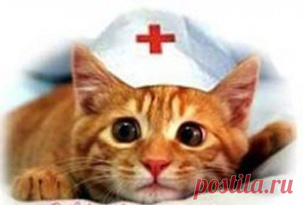 Лечение с помощью кошек (кошкотерапия)