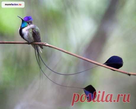 10 интересных фактов о колибри