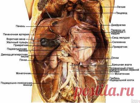 Анатомия человека. Строение и расположение внутренних органов человека. Органы грудной клетки, брюшной полости, органов малого таза
