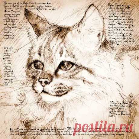 "Maine Coon Face" Detail of a Da Vinci style drawing