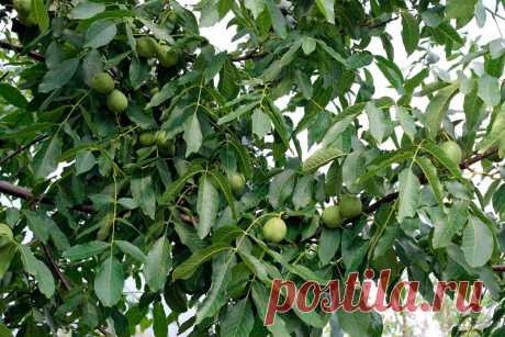 Лекарственное растение Орех грецкий (Juglans regia). Дерево высотой до 25 м с серой, с возрастом становящейся продольно-трещиноватой корой и шарообразной кроной. Листья перистые, с 7-9 обратнояйцевидными до эллиптических цельнокрайних листочков, которые могут быть длиной до 15 см. С нижней стороны опушены только уголки жилок.