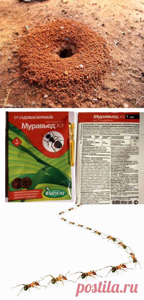 Эффективная борьба с муравьями на садовом участке / Садовые и огородные вредители / 7dach.ru