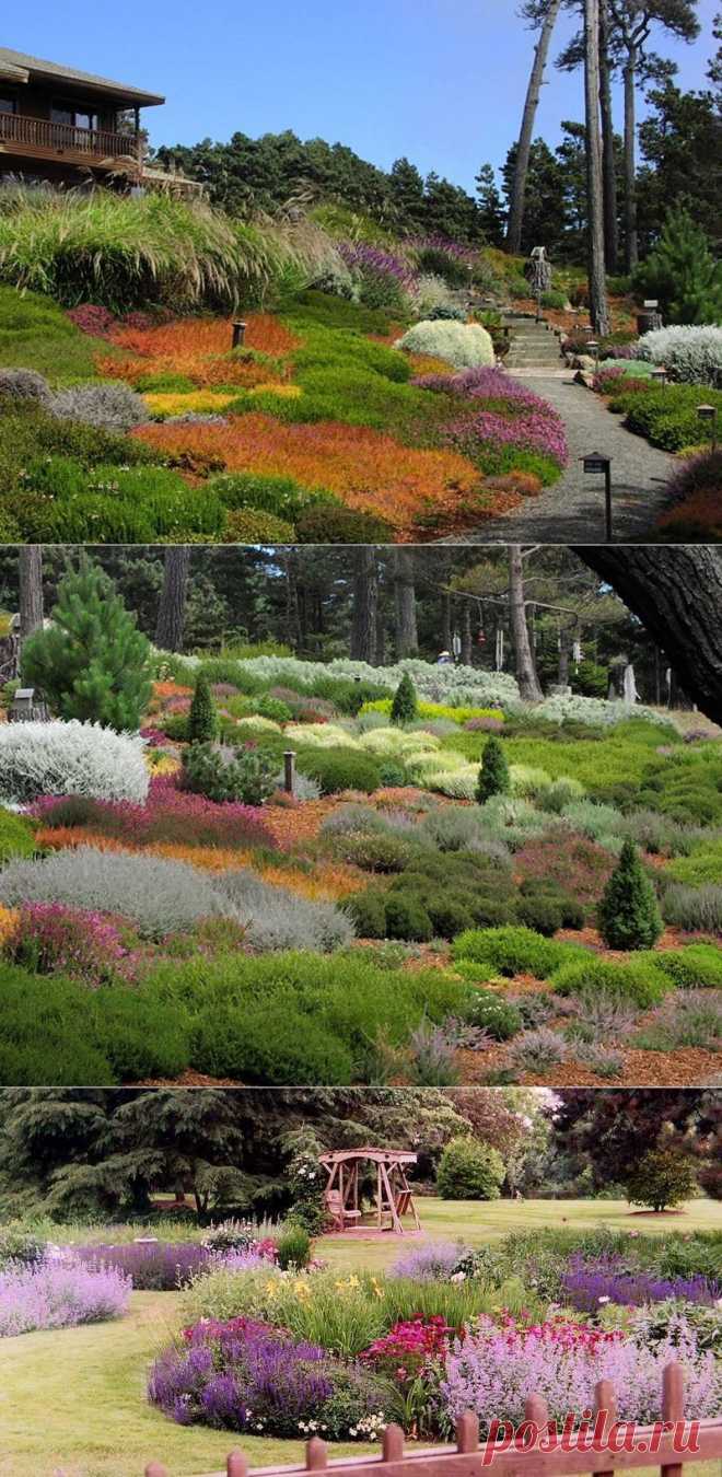 Вересковый сад — атмосфера древних мифов и сказаний на вашем участке | Самоцветик