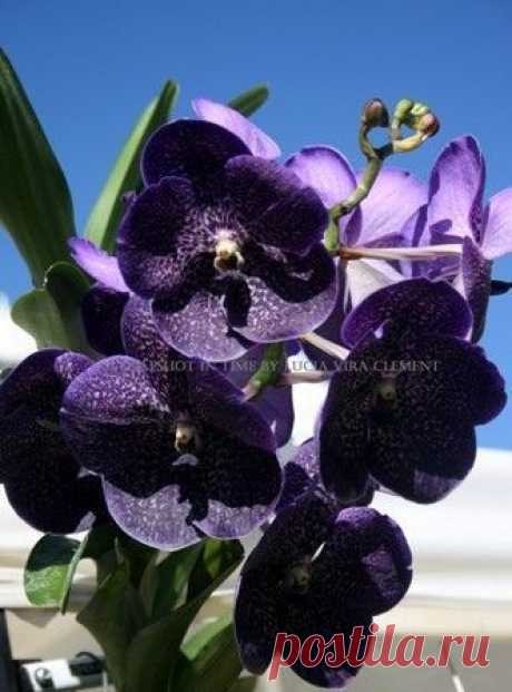 Dark Purple Orchids